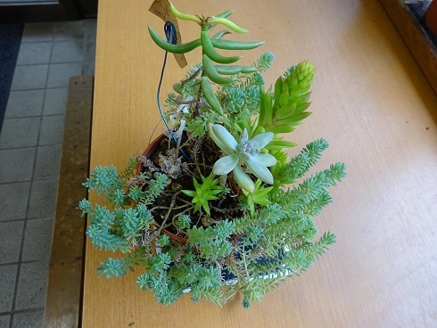 多肉植物の管理はどうする？
