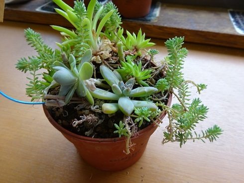 多肉植物の管理はどうする？