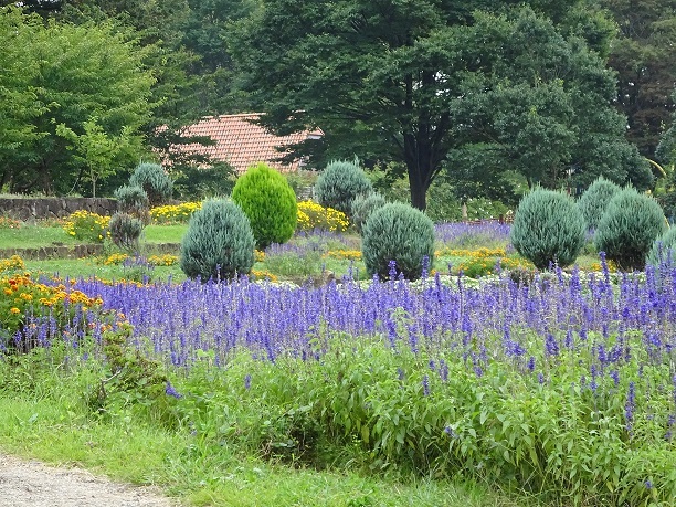 9月の草の根報告します( ^ω^ )