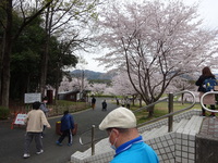 いちょうの木の活動です 2022/03/28 17:48:35