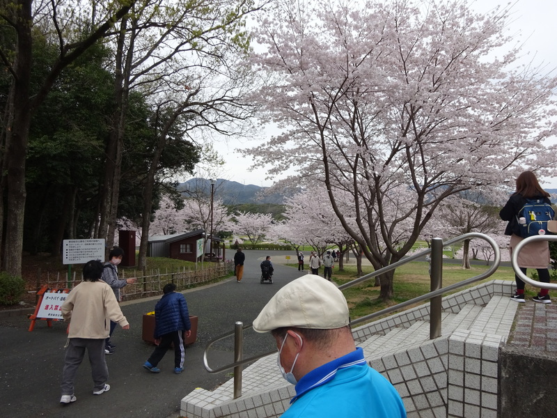いちょうの木の活動です