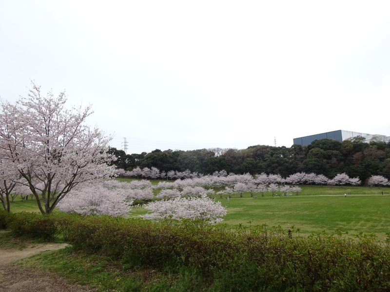 いちょうの木の活動です
