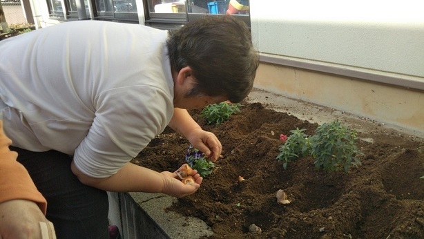 チューリップ植え大会！