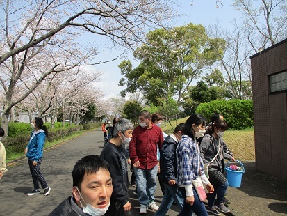 桜！