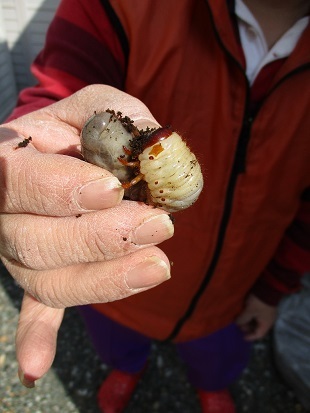 カブトムシ幼虫です(*▽)