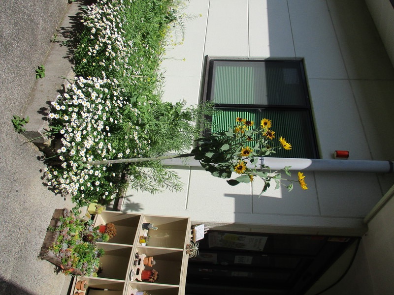 ひまわりの花が咲いています(*▽)