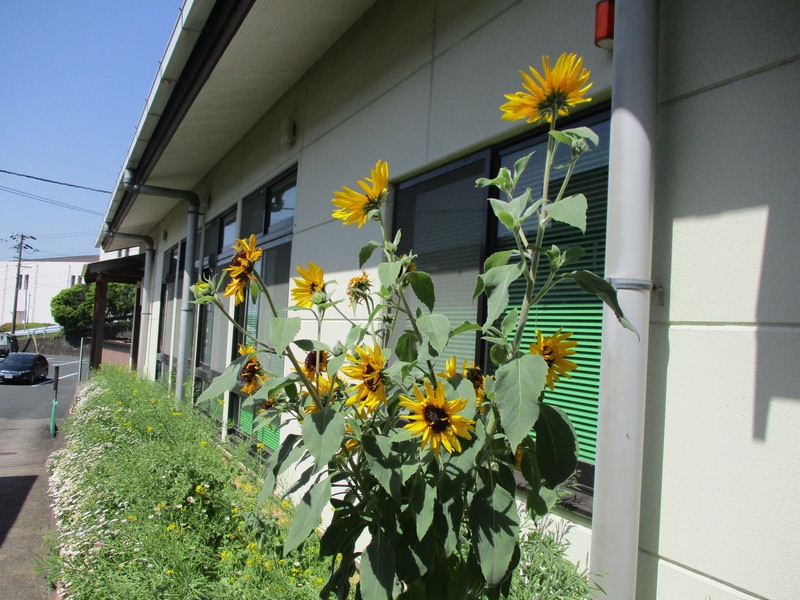 ひまわりの花が咲いています(*▽)