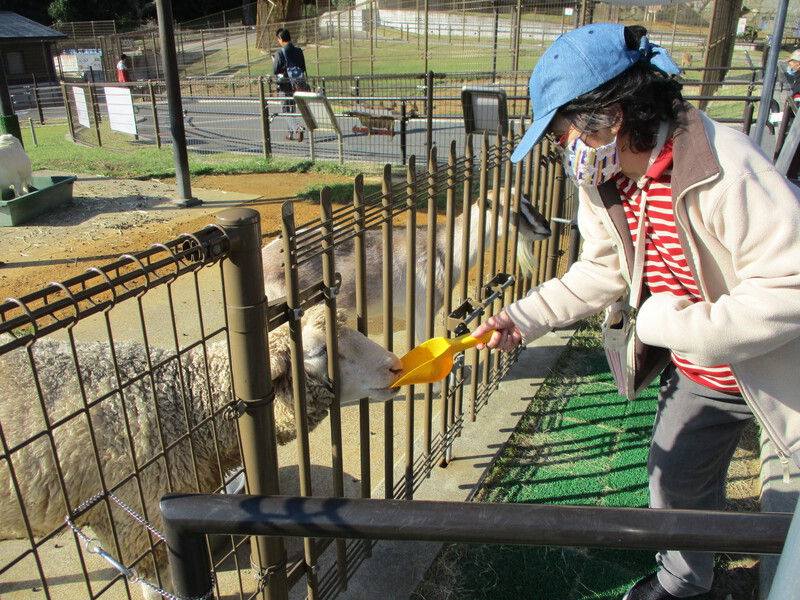 いちょうの木の様子