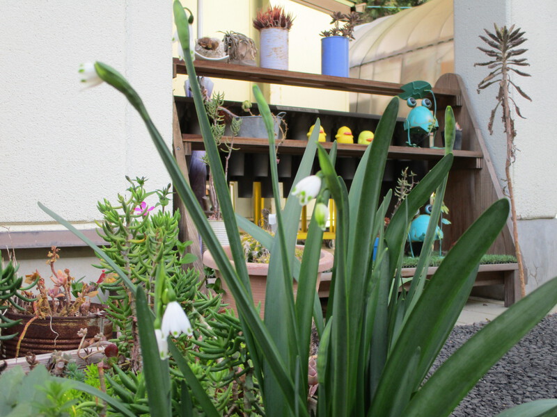 花壇がにぎやかになってきました