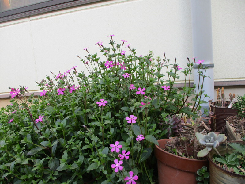 花壇がにぎやかになってきました