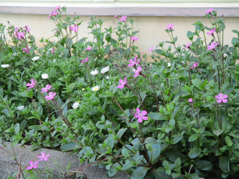 花壇がにぎやかになってきました