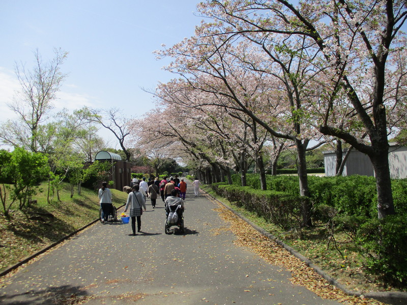 お花見です!(^^)!