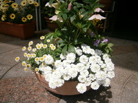 ゆりの木通り花壇