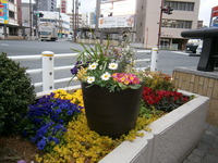ゆりの木通り花壇