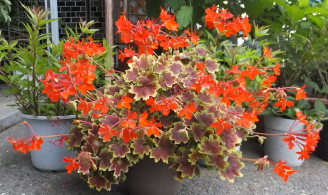 線香花火のようなモミジバゼラニウム L つれづれじじい