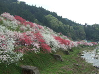 園原花桃の里