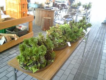 山野草即売会