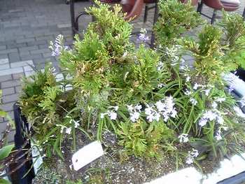 山野草即売会
