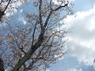 桜が開きました