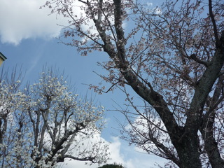 桜が開きました
