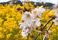 婚活デートにお勧めの磐田市桶ヶ谷沼菜の花畑 2021/03/27 13:04:18