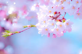 桜 桜