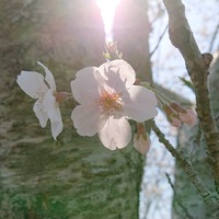 5月出店予定のイベントについて 2020/04/06 21:04:18