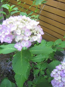 紫陽花