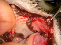 猫の口内炎は治ることもあるんです