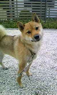 りんです 2008/06/05 17:57:58