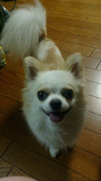 りんです 2008/06/18 10:10:41
