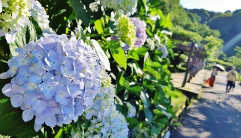 蓮華寺池の畔にて初夏の花々