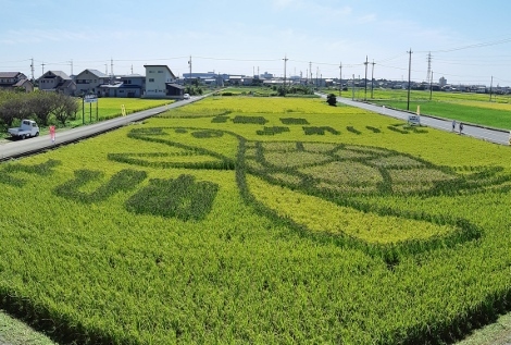 田んぼで見た大きなウミガメ