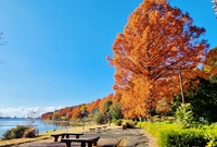 針葉樹なのに紅葉する木とは