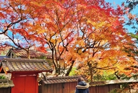 紅葉見頃の神社で初詣の準備