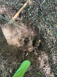 筍堀り 2025/04/14 16:14:23