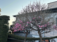 春 2025/02/27 17:03:41