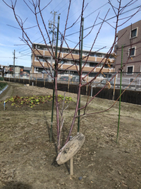 ふきのとう