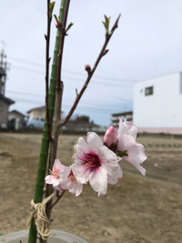 アーモンドの花が咲いたよ