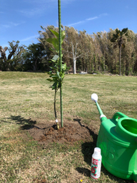 植え替え(7本中5本)