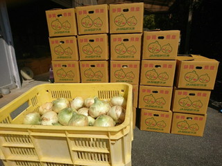 玉ねぎ出荷お手伝い