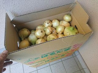 玉ねぎ出荷お手伝い