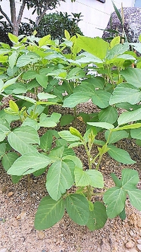 枝豆