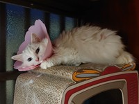 がんばれしろちゃん！