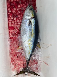 マグロが釣れました！