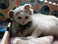 ねこ熊に変身！