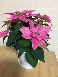 年末年始のお知らせ‥