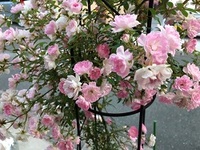 八ヶ岳クラフト市・・・中止のお知らせ