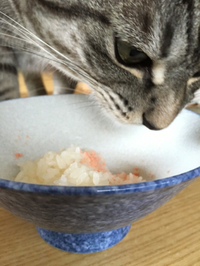 どろぼうねこ 2016/11/08 14:55:09