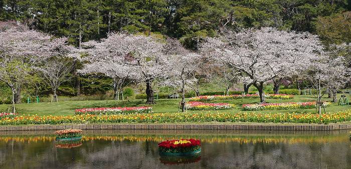 フラワーパークの桜